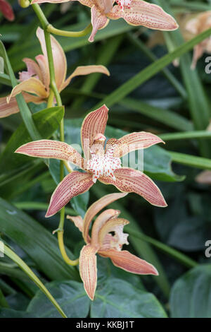 Orchid : cymbidium tracyanum x gx stourbridge Banque D'Images