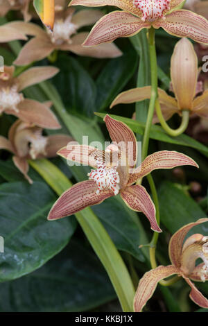 Orchid : cymbidium tracyanum x gx stourbridge Banque D'Images