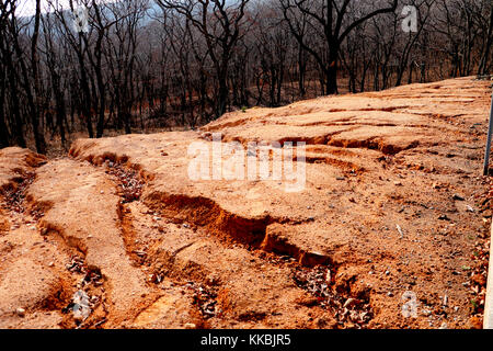 L'érosion du sol, de la pente de la route. Colline en bordure, sillonnée par de profonds ravins de la pluie sur les arbres d'automne arrière-plan. Banque D'Images