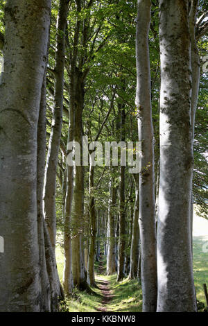 Un chemin entre deux rangées d'arbres brise-vent sur le bord d'tarland, un village de l'Aberdeenshire Banque D'Images