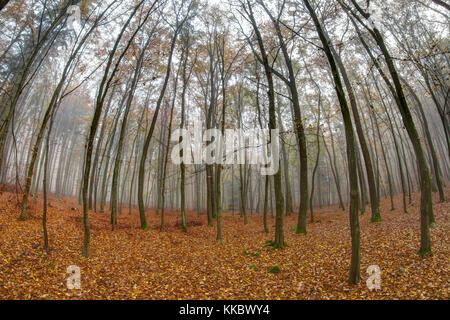 Voderady beechwood - grande forêt de hêtres avec des espèces rares de plantes et d'animaux Banque D'Images