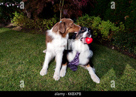 Deux chiens love valentines Banque D'Images