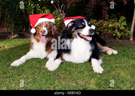 Deux chiens heureux couple noël celebtare Banque D'Images