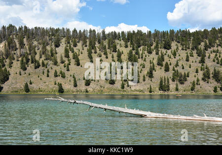 Lake dans le parc national de Yellowstone Banque D'Images