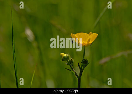 Bug sur une fleur de renoncule - ranunculus bulbosus Banque D'Images