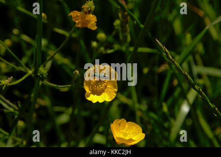 Bug sur une fleur de renoncule - ranunculus bulbosus Banque D'Images