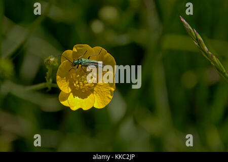 Bug sur une fleur de renoncule - ranunculus bulbosus Banque D'Images