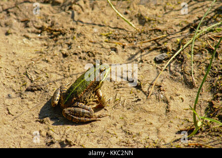 Frog assis dans le soleil sur le sol à côté de l'étang - anura Banque D'Images