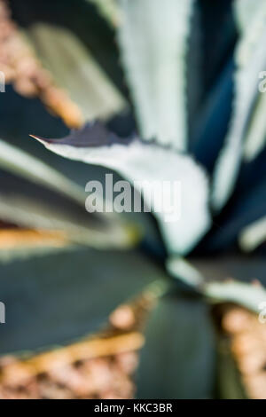 Une plante d'agave est concentré sur le pointu de l'un de l'épais flechy feuilles. Banque D'Images