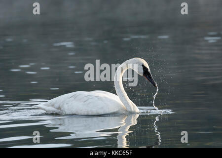 Cygne trompette (Cygnus buccinator) secouant la tête tout en se nourrissant dans la rivière Yellowstone, le parc national de Yellowstone Banque D'Images