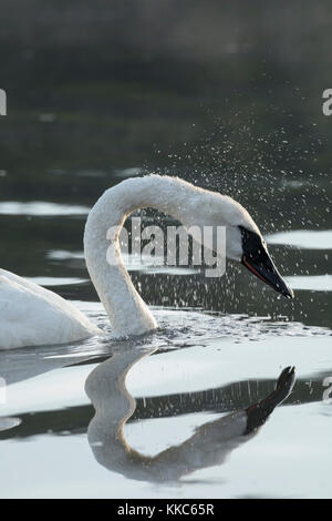 Cygne trompette (Cygnus buccinator) secouant la tête tout en se nourrissant dans la rivière Yellowstone, le parc national de Yellowstone Banque D'Images