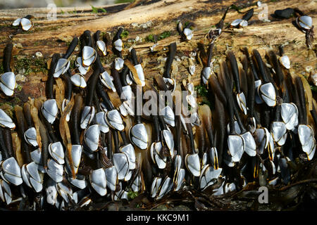 Col de cygne barnacle Lepas anatifera Linnaeus attaché à Driftwood. Kachemak Bay.Cook Inlet, Alaska Banque D'Images