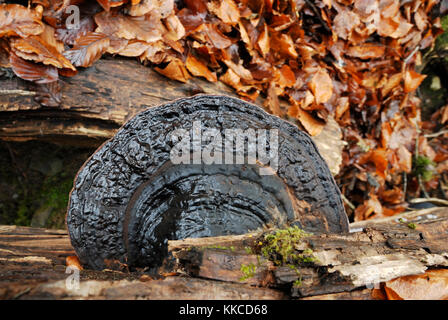 Phellinus igniarius Willow, champignon, Pays de Galles, Royaume-Uni Banque D'Images