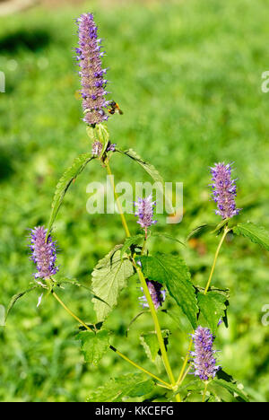 Agastache foeniculum, Anis Hysope fleurs. Banque D'Images