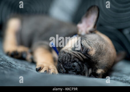 Un chiot bouledogue français. Ce chiot est de 7 semaines. Banque D'Images