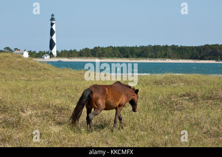 Nc00963-00...Caroline du Nord - un cheval sauvage paissant dans un pré herbeux sur shackleford banks, situé juste en face de la baie de Cape Lookout lighthouse, Banque D'Images