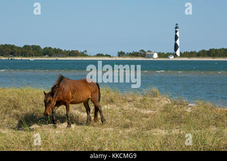 Nc00966-00...Caroline du Nord - un cheval sauvage paissant dans un pré herbeux sur shackleford banks, situé juste en face de la baie de Cape Lookout lighthouse, Banque D'Images