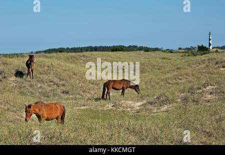 Nc00969-00...Caroline du Nord - un cheval sauvage paissant dans un pré herbeux sur shackleford banks, situé juste en face de la baie de Cape Lookout lighthouse, Banque D'Images