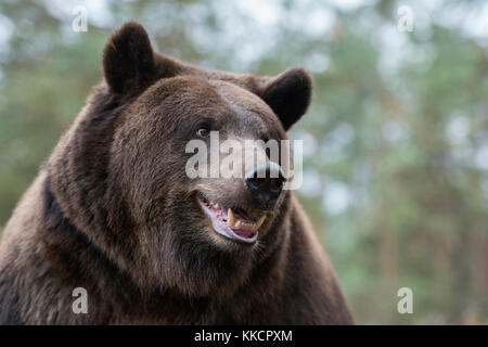 Ours brun européen / Europäischer Braunbaer ( Ursus arctos ), Close up, head shot détaillée, l'Europe. Banque D'Images