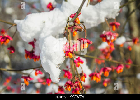 Fruits rouges sur la branche pendant le coucher du soleil, fusain d'Europe Euonymus europaeus, avec de la neige Banque D'Images