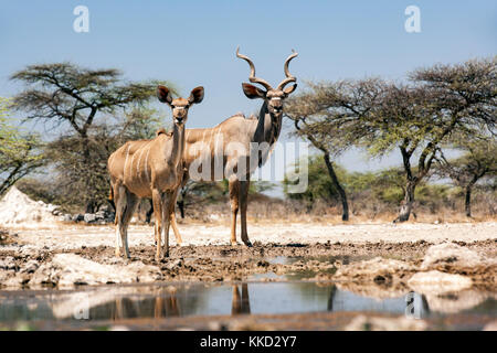 Couple grand koudou (Tragelaphus strepsiceros) onkolo à cacher, onguma game reserve, la Namibie, l'Afrique Banque D'Images