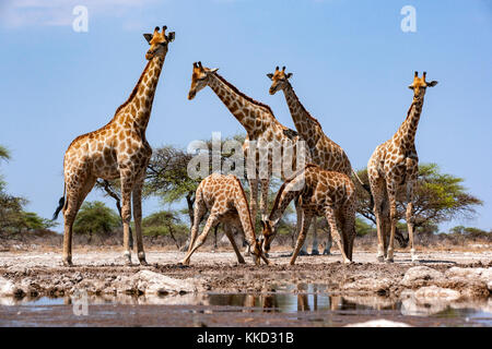 Groupe d'onkolo girafe à cacher, onguma game reserve, la Namibie, l'Afrique Banque D'Images