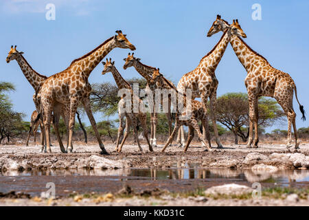 Groupe d'onkolo girafe à cacher, onguma game reserve, la Namibie, l'Afrique Banque D'Images