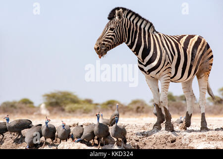 Le zèbre de Burchell (Equus quagga burchellii) - onkolo cacher, onguma game reserve, la Namibie, l'Afrique Banque D'Images