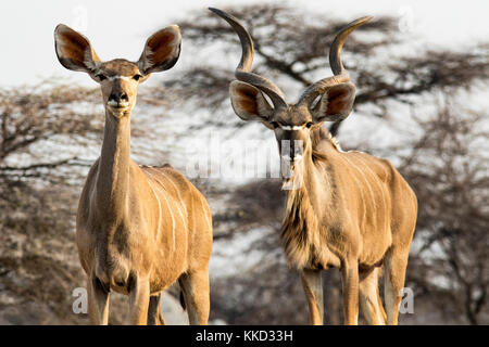 Couple grand koudou (Tragelaphus strepsiceros) onkolo à cacher, onguma game reserve, la Namibie, l'Afrique Banque D'Images