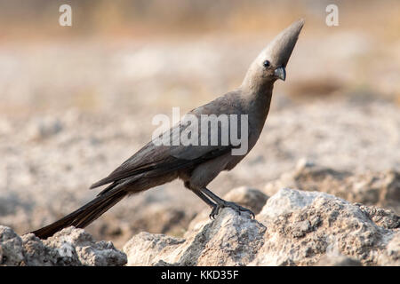 Gray rendez-loin-oiseau (corythaixoides concolor) onkolo cacher, onguma game reserve, la Namibie, l'Afrique Banque D'Images