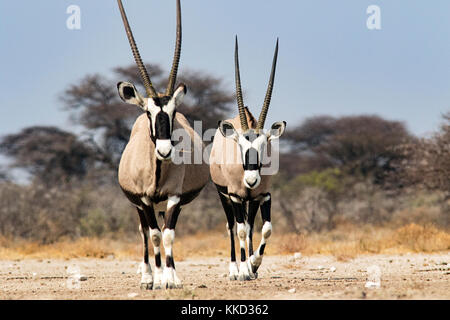 Gemsbok, Oryx gazella oryx (ou) - onkolo cacher, onguma game reserve, la Namibie, l'Afrique Banque D'Images