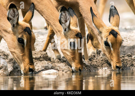 L'impala de l'alcool à n'onkolo cacher, onguma game reserve, la Namibie, l'Afrique Banque D'Images