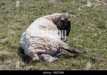 L'agnelle a été en travail, poussant l'agneau. birthing sur le terrain sur une journée de printemps ensoleillée. Banque D'Images