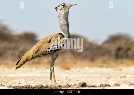 Outarde Kori (ardeotis kori) - onkolo cacher, onguma game reserve, la Namibie, l'Afrique Banque D'Images