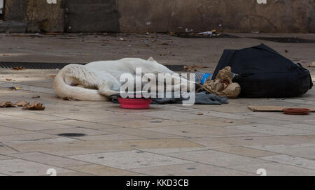 Un sans-abri, chien décharné de dormir sur le trottoir et portant une chaîne laisse. un plat de nourriture vide est en face du chien et un plat pour l'argent et noir Banque D'Images