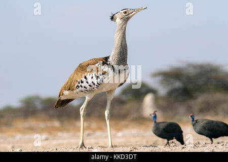 Outarde Kori (ardeotis kori) - onkolo cacher, onguma game reserve, la Namibie, l'Afrique Banque D'Images