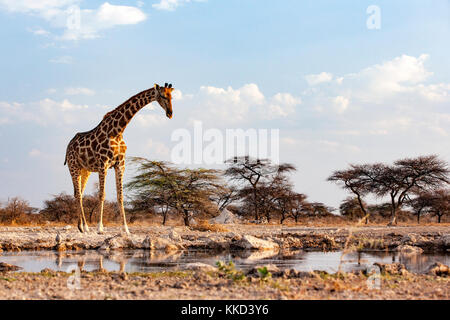 Onkolo girafe à cacher, onguma game reserve, la Namibie, l'Afrique Banque D'Images