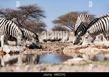 Le zèbre de Burchell (Equus quagga burchellii) - onkolo cacher, onguma game reserve, la Namibie, l'Afrique Banque D'Images