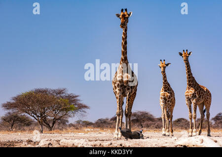 Groupe d'onkolo girafe à cacher, onguma game reserve, la Namibie, l'Afrique Banque D'Images