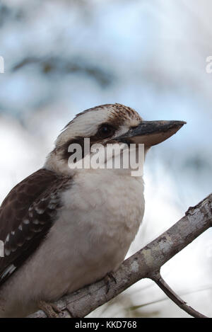 Oiseau Kookaburra perché sur une branche dans son habitat naturel avec un fond flou Banque D'Images