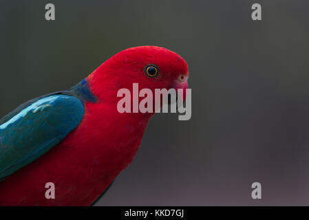 Portrait en gros plan d'un homme vibrant King Parrot tête rouge avec des accents bleu vert sur les ailes sur un fond flou Banque D'Images