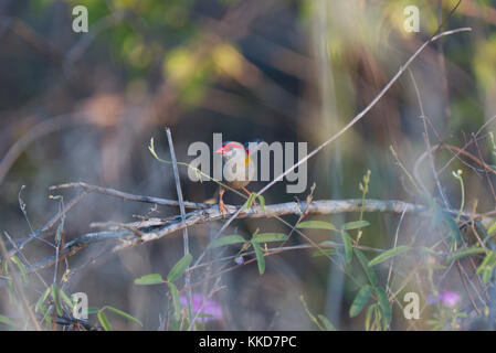 Red-browed Finch (firetail) reposant sur une branche d'arbre Banque D'Images