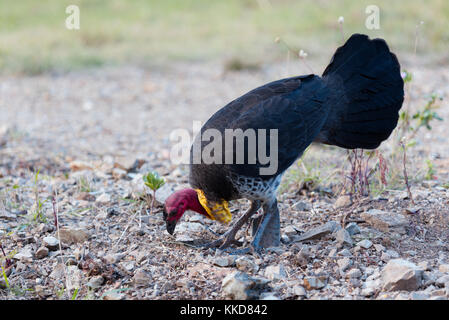 La colombe pygmée ou australien (Francolinus lathami), aussi appelé la Turquie Turquie bush ou scrub Banque D'Images