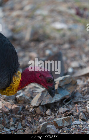 La colombe pygmée ou australien (Francolinus lathami), aussi appelé la Turquie Turquie bush ou scrub Banque D'Images