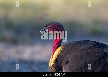 La colombe pygmée ou australien (Francolinus lathami), aussi appelé la Turquie Turquie bush ou scrub Banque D'Images