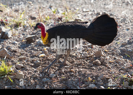 La colombe pygmée ou australien (Francolinus lathami), aussi appelé la Turquie Turquie bush ou scrub Banque D'Images