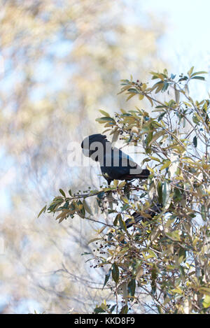 Cacatoès noir à queue rouge Banque D'Images