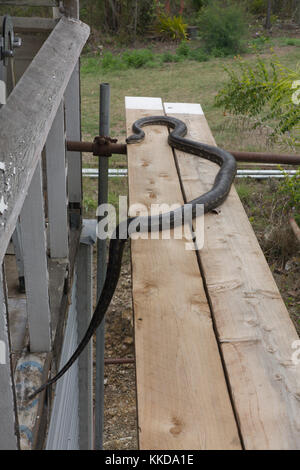 Coastal Carpet Python Queensland Australie Banque D'Images