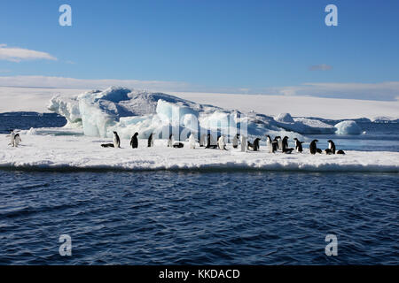 Les manchots Adélie sur la glace près de l'île de Danko en Antarctique Banque D'Images