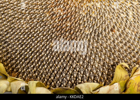 Les graines de tournesol avec de grandes oreilles Banque D'Images